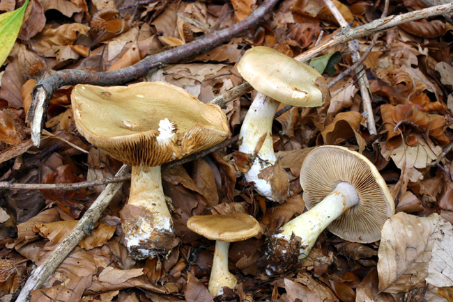 Cortinarius olidus J.E.Lange